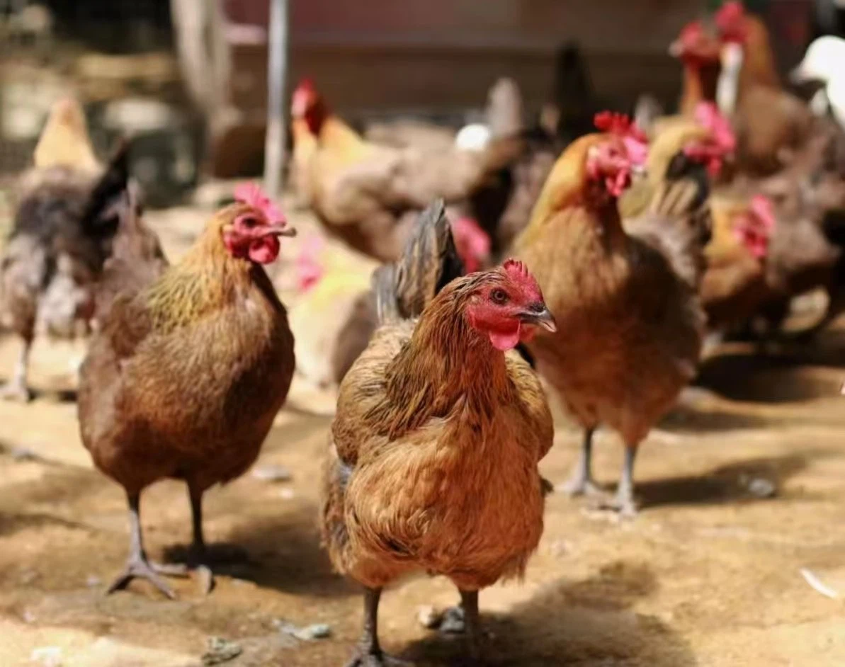 page-1193-942 page-1193-942